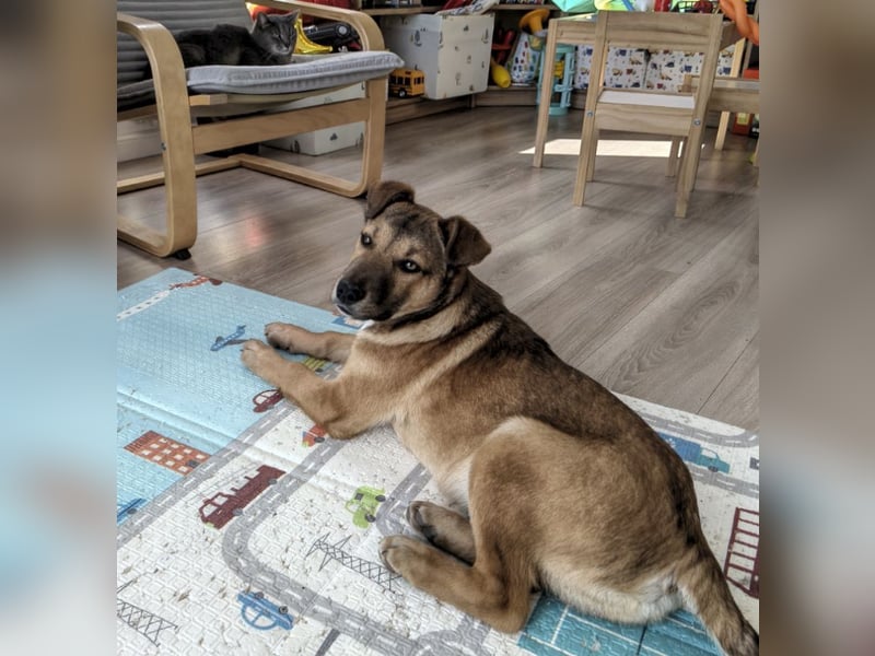 Welpe Leo - mag Katzen, Hunde und Kinder