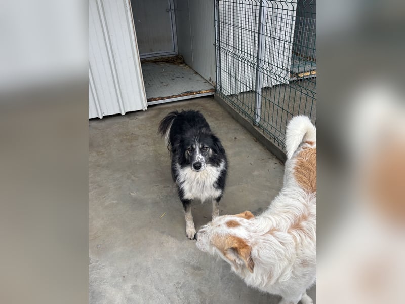 Ruhige Seele Angel sucht ihr Zuhause (D/CH/LUX)