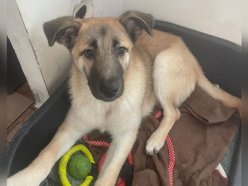 Welpe Samir - angefahren und zurückgelassen