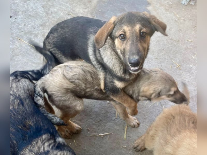 Pedro - Sonnenschein sucht Zuhause