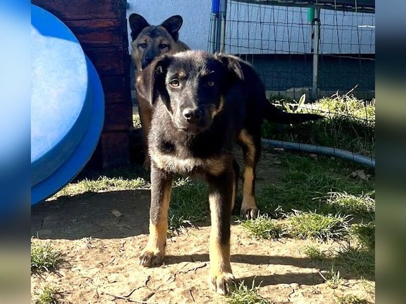 Welpe Leia - kennt Hunde, Katzen, Kinder (Vermittlung D/ LUX/ CH)