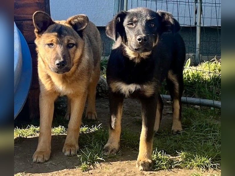 Welpe Leia - kennt Hunde, Katzen, Kinder (Vermittlung D/ LUX/ CH)