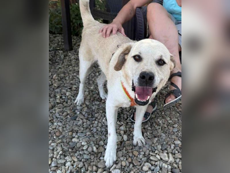 Max - seeehr verschmust u. lieb!