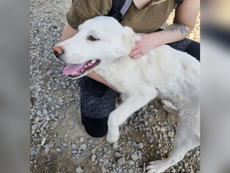 Welpenmädchen Kerry sucht Familie