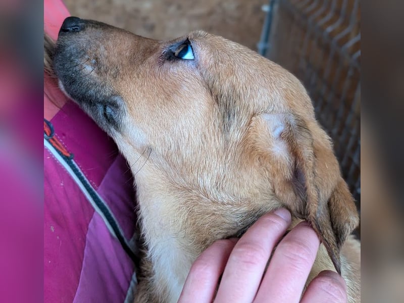 Welpenbub Aury - in 25704 Meldorf