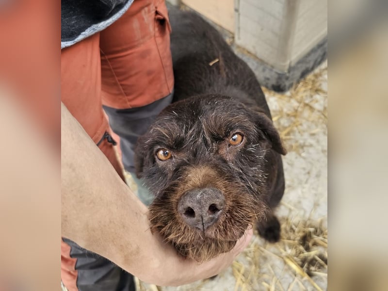 Brownie - liebevolle Seniorin sucht Gnadenplatz