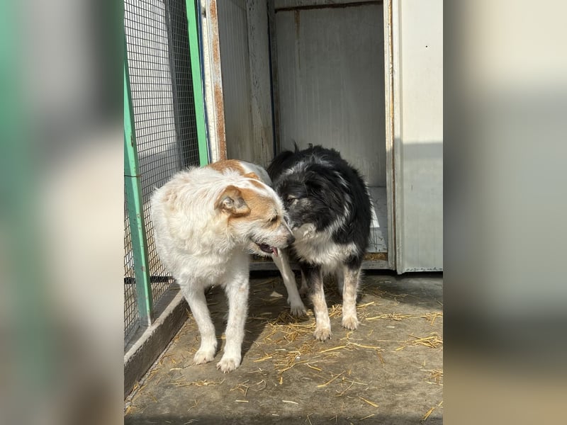 Ruhige Seele Angel sucht ihr Zuhause (D/CH/LUX)