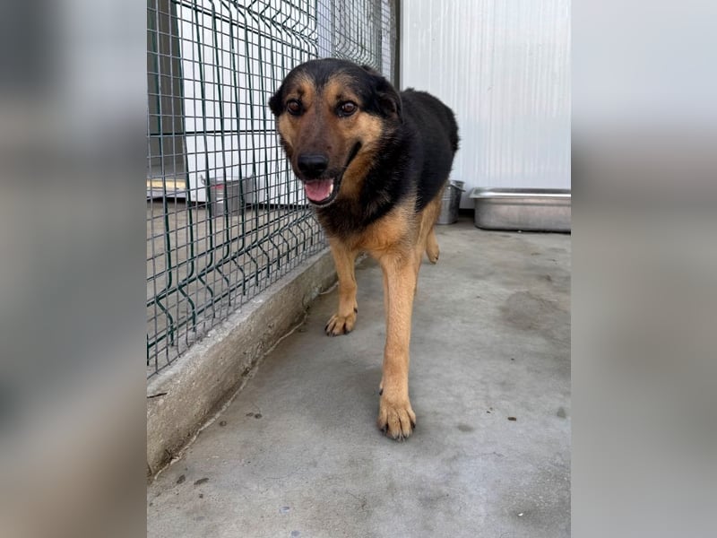 Raya - wartet seit 8 Jahren im Tierheim 