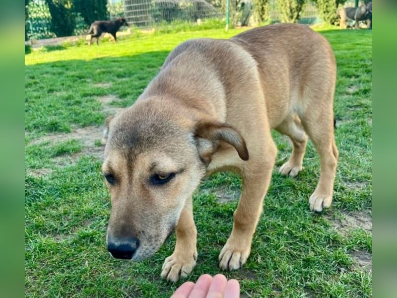 Welpe Leo - mag Katzen, Hunde und Kinder