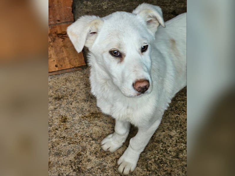 Welpenmädchen Kerry sucht Familie