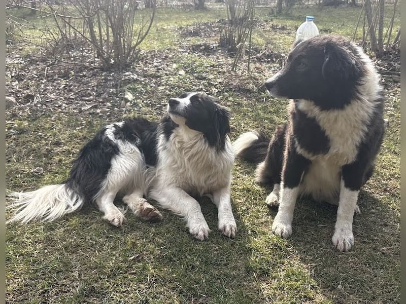 Liebe Tessa sucht ein Zuhause mit Mama Ria (D/ LUX/ CH)