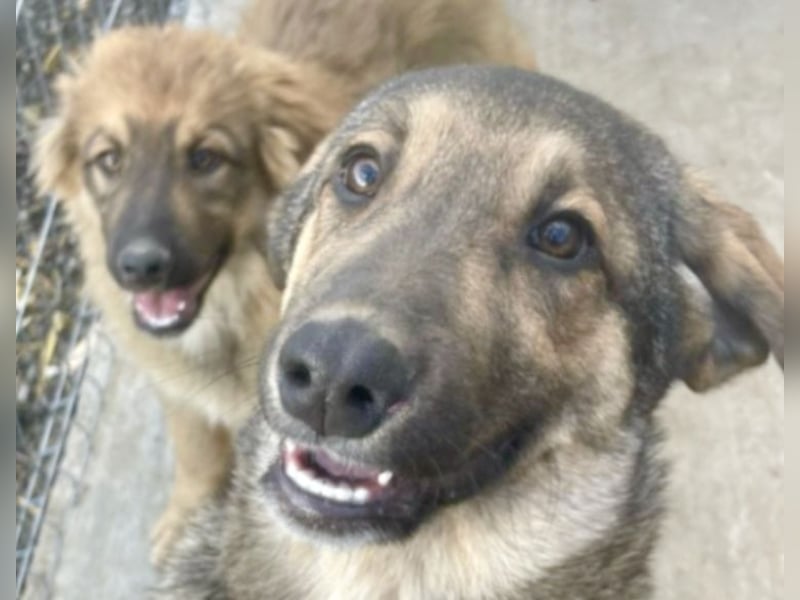 Pedro - Sonnenschein sucht Zuhause