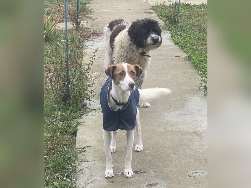 Babette - 3-jährige, liebe, sanfte Hündin mit Diabetes