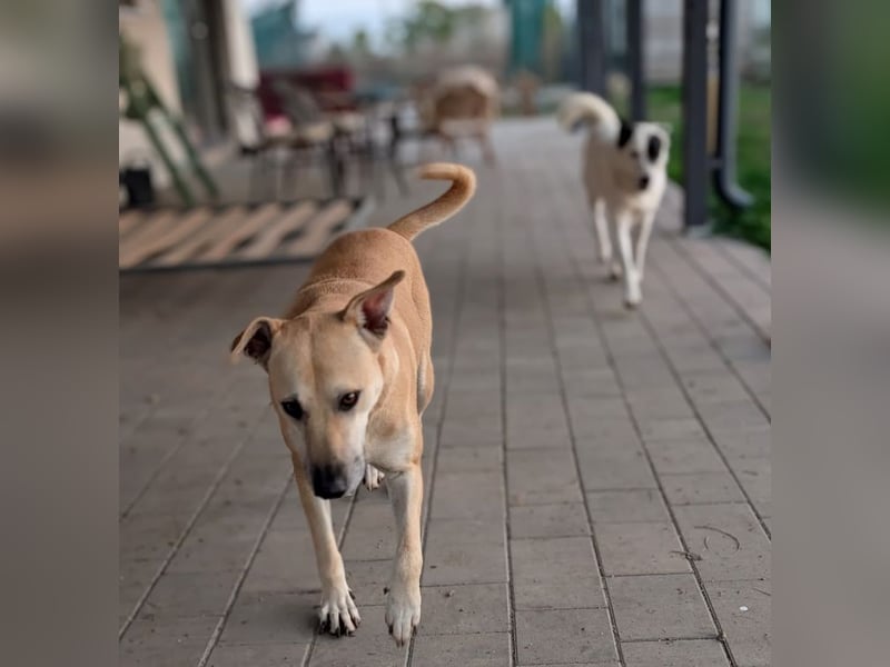 Leni - sehr lieb + sanft