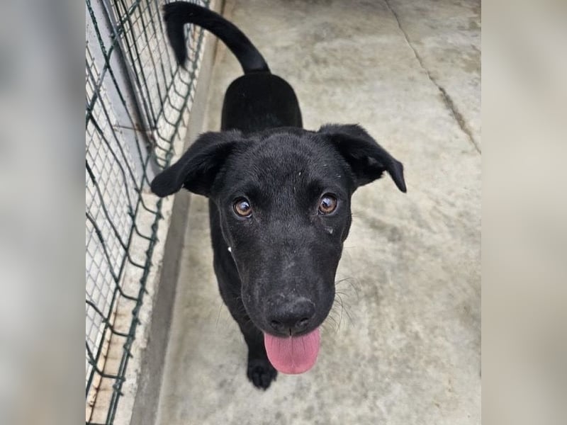 Welpe Blacky - wer gibt einem schwarzen Welpen eine Chance?