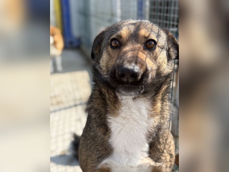 Joly sucht seine Person zum Ankommen