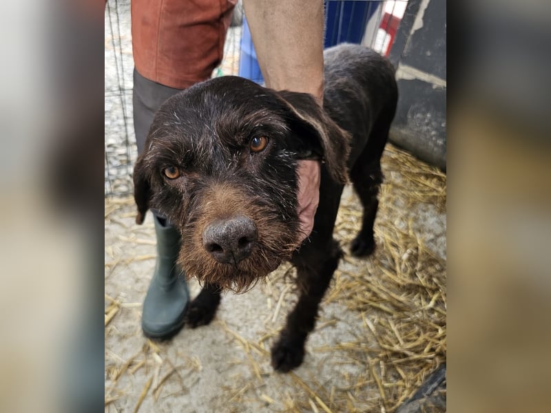 Brownie - liebevolle Seniorin sucht Gnadenplatz