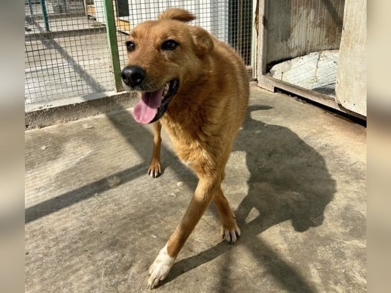 Sienna - schöne Hündin mit viel Potenzial sucht Zuhause (D/ CH/ LUX)