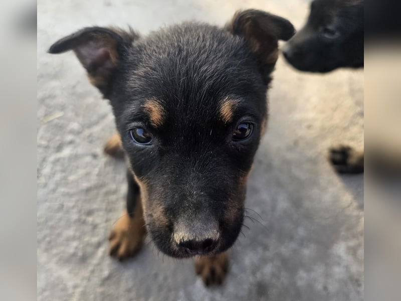 Welpenmädchen Dina sucht Körbchen (D/CH/LUX)