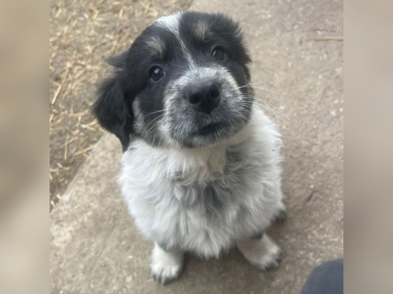 Welpenmädchen Phoebe sucht ihre Familie!