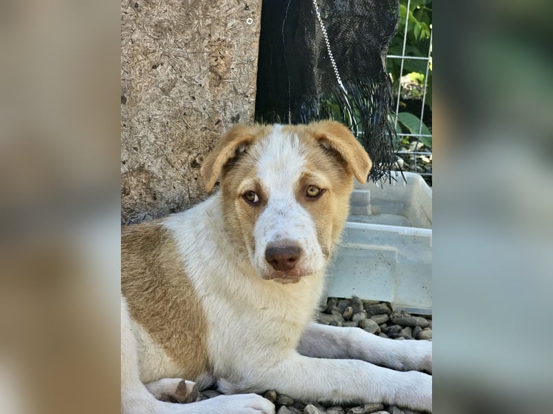 Welpe Teddy sucht Körbchen (D/CH/LUX)