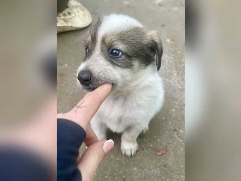 Die süße Nelly möchte so gerne ein Zuhause in D!