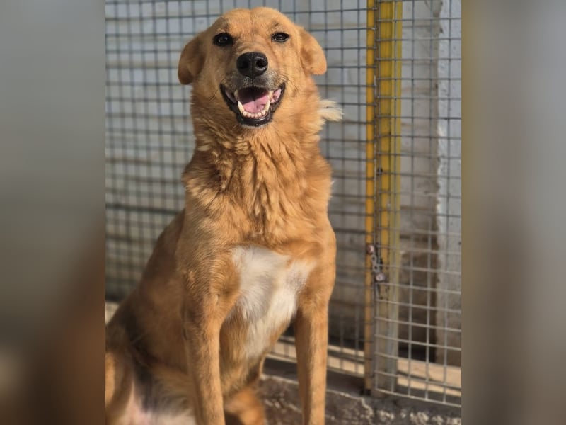 Sienna - schöne Hündin mit viel Potenzial sucht Zuhause (D/ CH/ LUX)