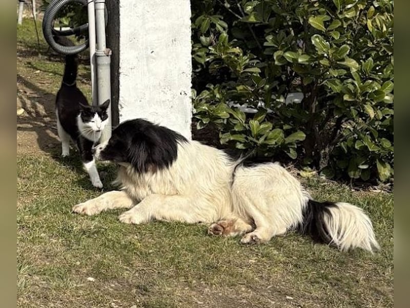 Liebe Tessa sucht ein Zuhause mit Mama Ria (D/ LUX/ CH)