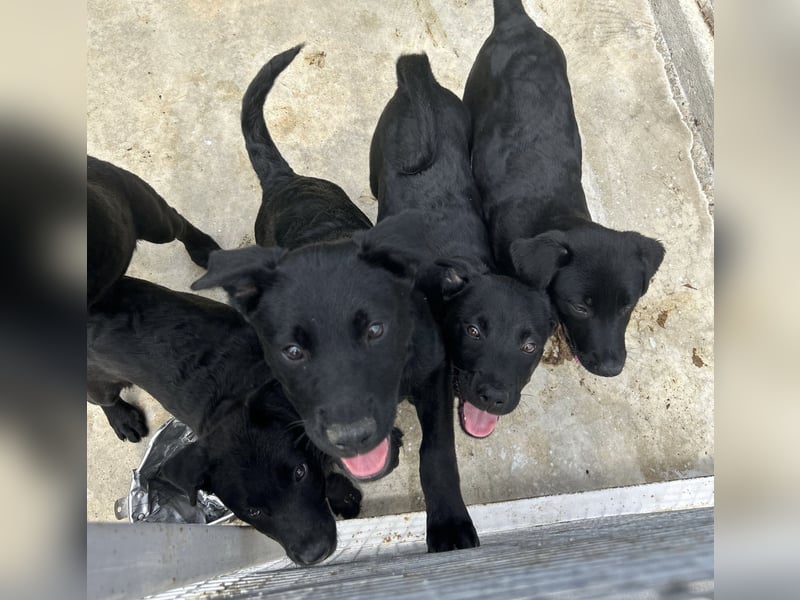 Welpe Nero sucht seine Familie (D/CH/LUX)