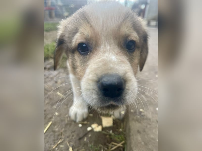 Nuggets - Kleiner Entdecker