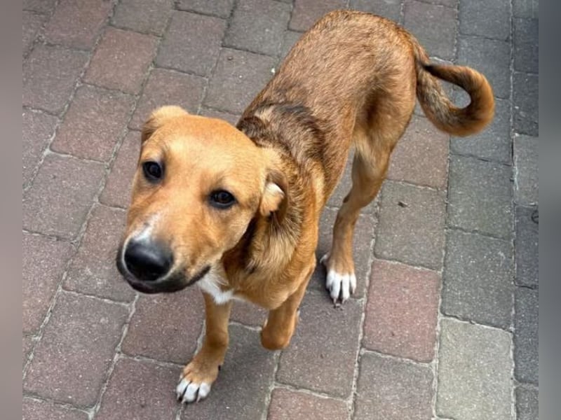 Welpenbub Aury - in 25704 Meldorf