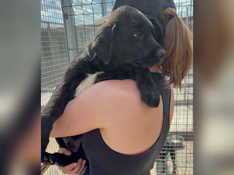 Welpe Nero sucht seine Familie (D/CH/LUX)