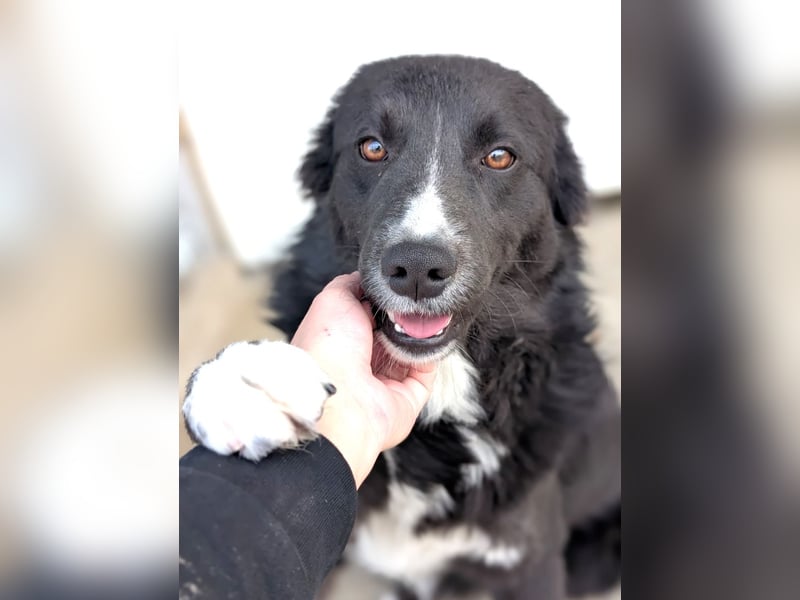 Woody - lieb und anschmiegsam