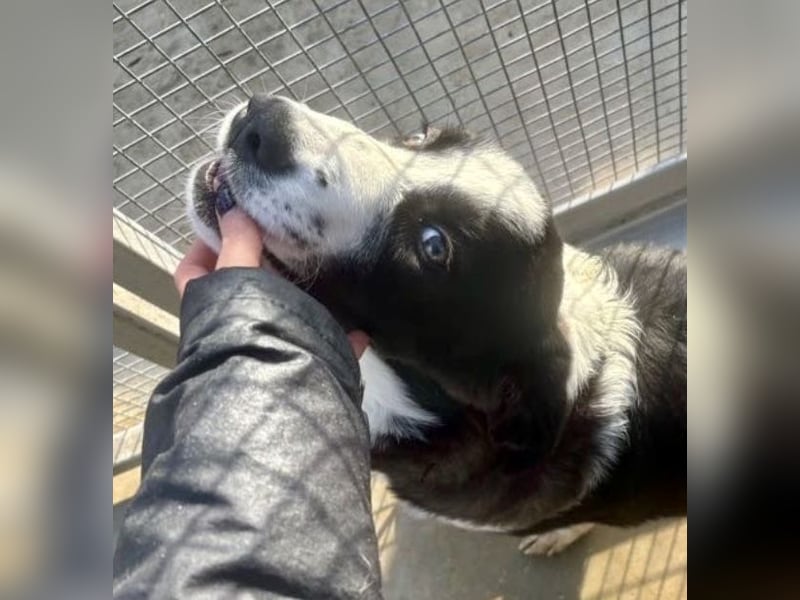 Cassie - freundlich, sanft, liebevoll, verspielt