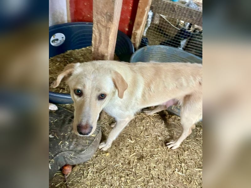 Nola - liebevolle Mama sucht ein Zuhause