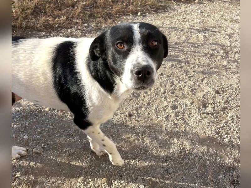 Akira - 4 Jahre, lieb, verschmust, freundlich, verträglich mit Artgenossen