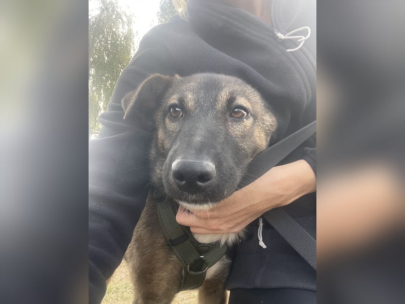 Joly sucht seine Person zum Ankommen