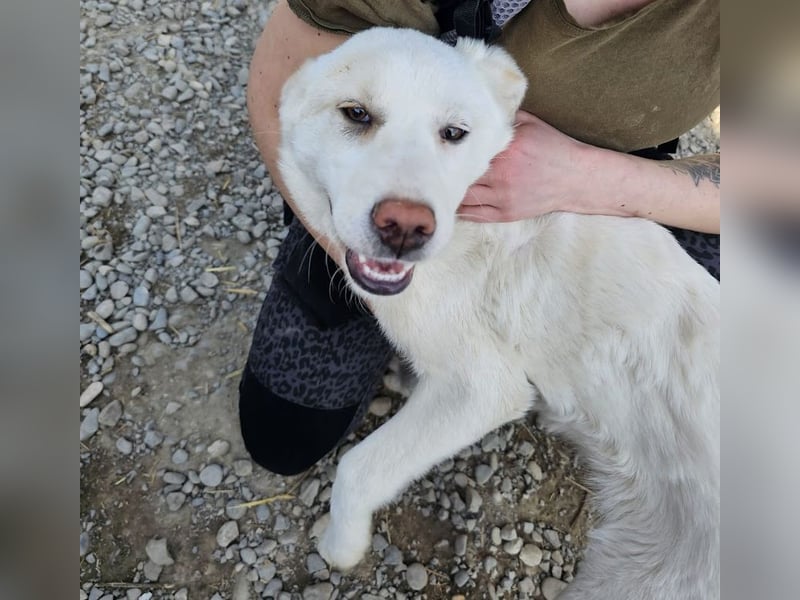 Welpenmädchen Kerry sucht Familie