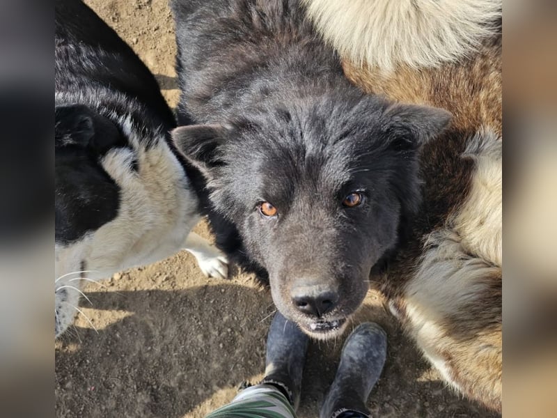 Chow-Mix-Terra - lieb, menschenbezogen, unkompliziert
