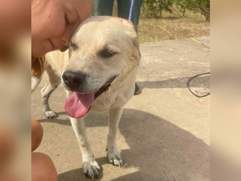 Max - seeehr verschmust u. lieb!