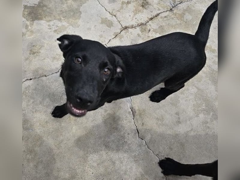 Welpe Blacky - wer gibt einem schwarzen Welpen eine Chance?