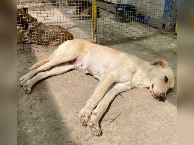 Nola - liebevolle Mama sucht ein Zuhause