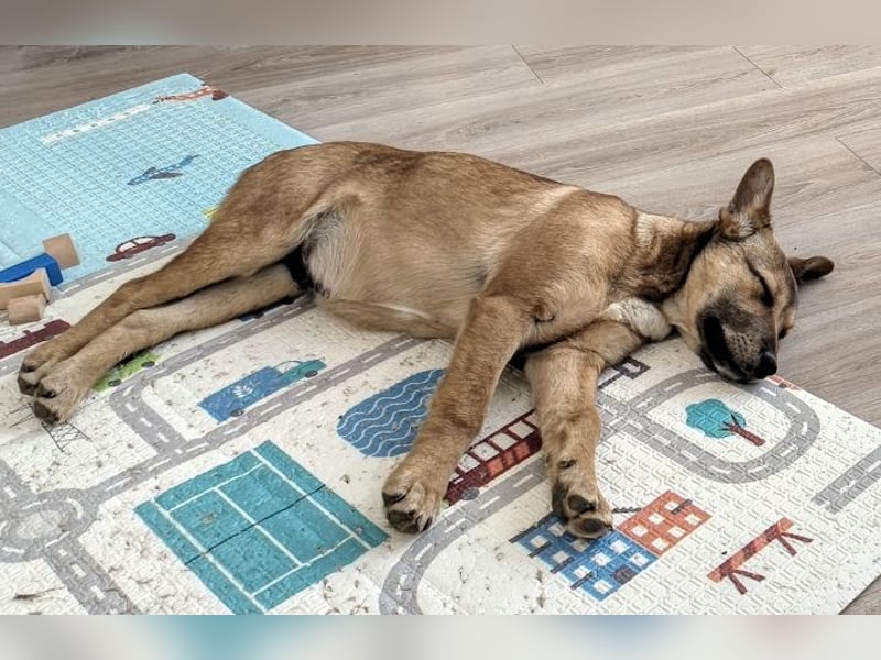 Welpe Leo - mag Katzen, Hunde und Kinder