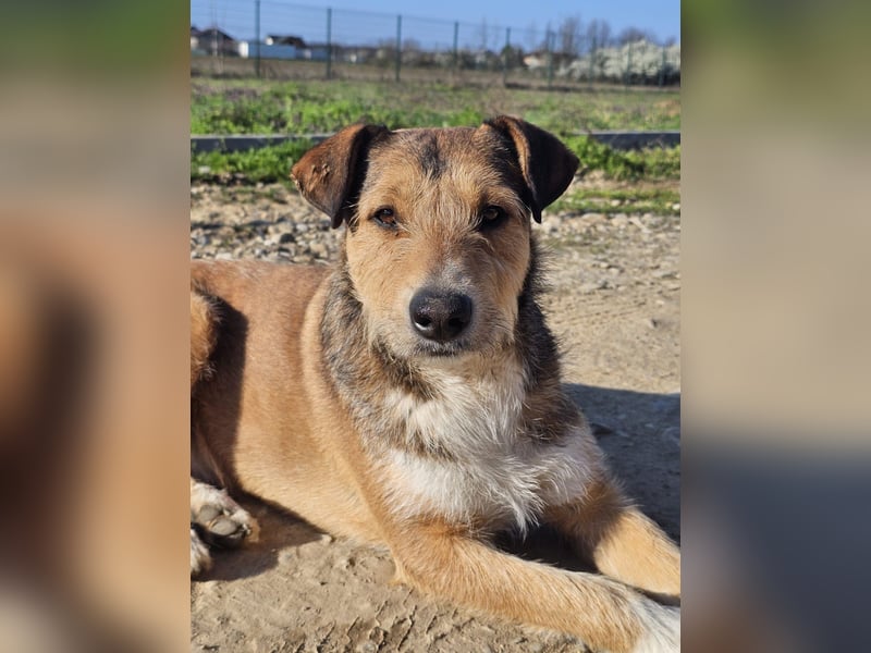 Unglaublich lieber, sanfter Straßenhund Brownie sucht Zuhause
