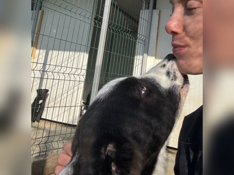 Cassie - freundlich, sanft, liebevoll, verspielt