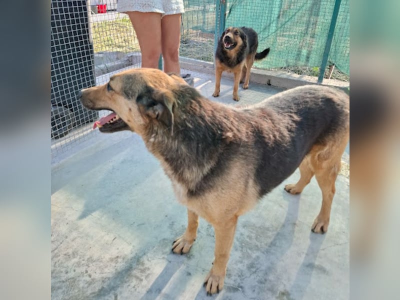 Randy - tolle Senioren- oder Familienhündin