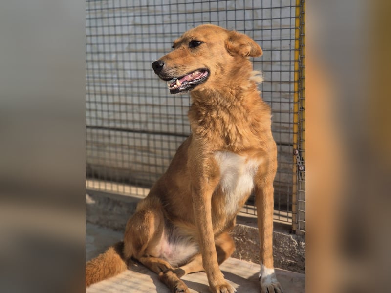 Sienna - schöne Hündin mit viel Potenzial sucht Zuhause (D/ CH/ LUX)