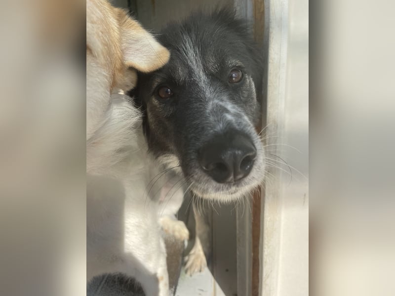 Ruhige Seele Angel sucht ihr Zuhause (D/CH/LUX)