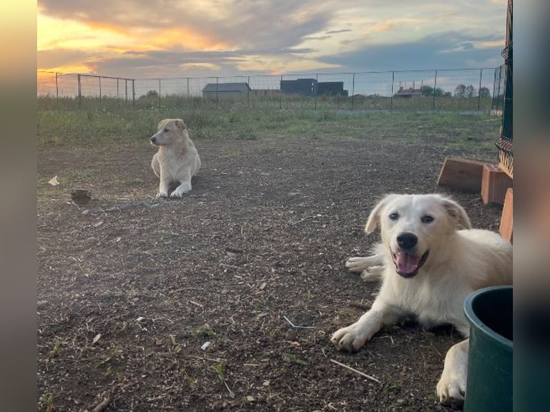 Anouk - scheu, super verträglich mit anderen Hunden