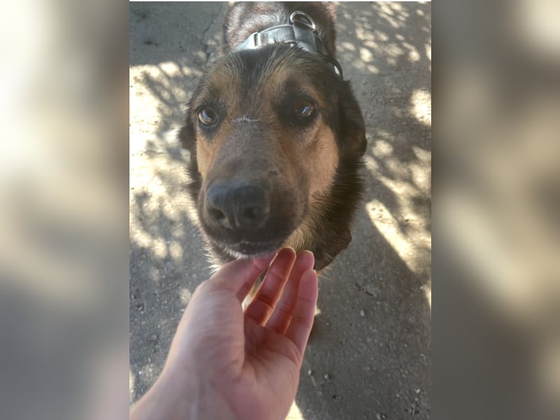 Raya - wartet seit 8 Jahren im Tierheim 